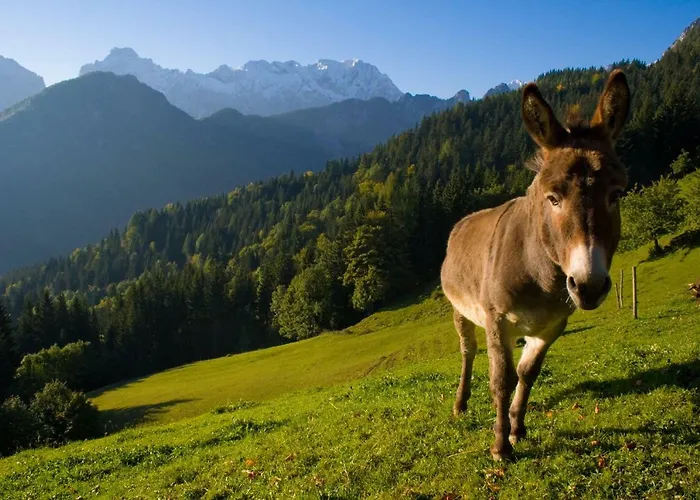 Turisticna Kmetija Perk * Solčava